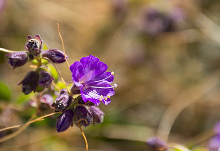 flowers, field, nature, wild, purple, wild flowers, purple flower