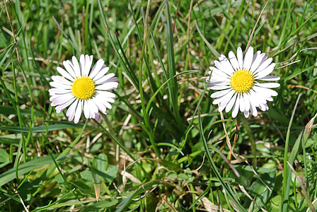 daisy, flower meadow, meadow, flower, blossom, bloom, grass