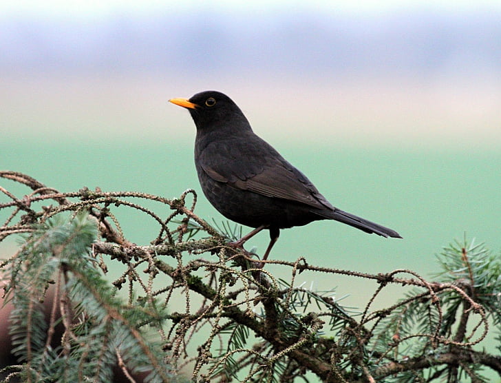 Melro-preto, pássaro, preto, natureza, pena, plumagem, fotografia da vida selvagem