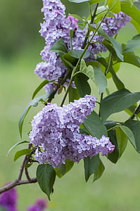 lilac, flowers, nature, garden, flower, plant, purple