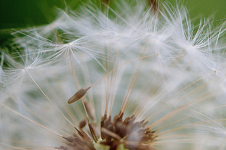 dandelion, seeds, fly, plant, close, nature