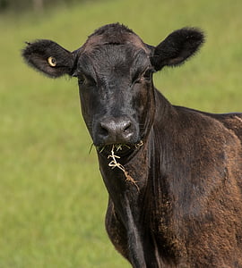 cow, calf, cattle, stock, brown, black, young
