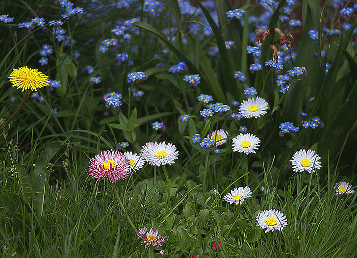 kukat, pienet kukat, Puutarhakukat, koiranputkea, väliinputoajien, kukinta, kevään