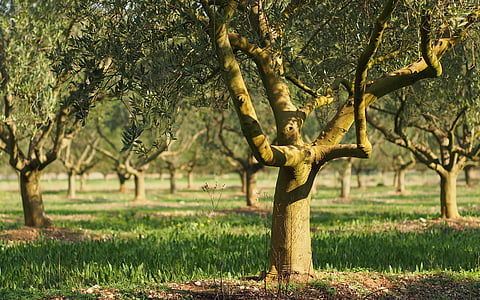 campos, Olivier, Provence, azeitonas, close-up, árvore, natureza