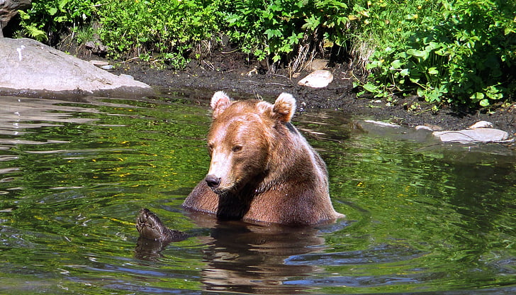 ведмідь, Полярний зоопарк, Норвегія, провінції Troms, тварини, Ссавці, дикої природи