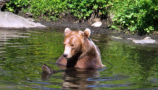medved, polarni zoo, Norveška, Troms, živali, sesalec, prosto živeče živali
