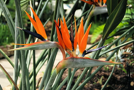 závod, Strelitzia reginae, Jihoafrická republika, oranžová