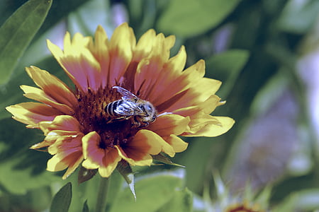 λουλούδι, άνθος, άνθιση, έντομο, μέλισσα, φυτό, φύση