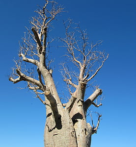 Baobab, Perth, Kings park, strom, adansonia digitata, Dead-rat strom, opice chlieb strom