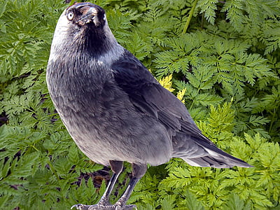Taccola, taccole, Corvus monedula, Songbird, specie di Songbird, Corvidae, uccello