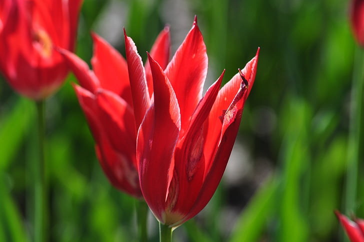 flowers, tulips, spring
