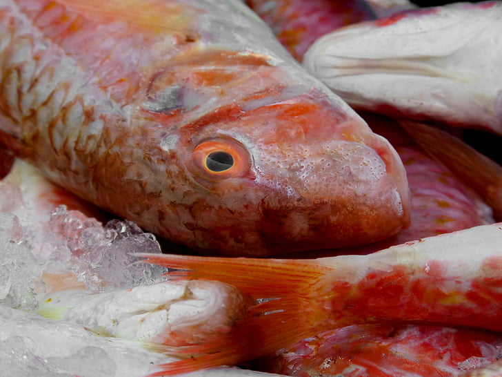 Crveni cipal, riba, bijela riba, Moll, Primljeno