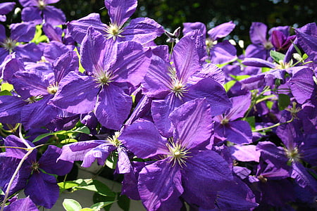 clematis, flowers, purple, sunny, spring, nature, garden