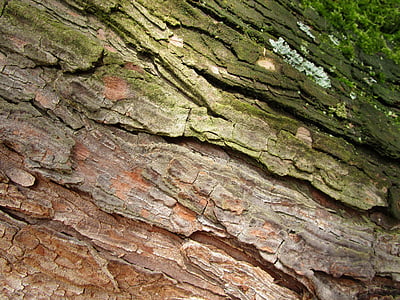 dřevo, kůra, protokol, kmen, struktura, strom, zrno