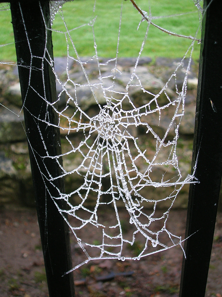 spider web, frozen, spider, cold, frost, dew, pattern