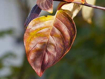 efterårsfarver, efterårsblade, falder, farverige, blade, farve, natur