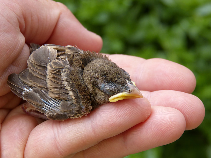 Sparrow, Chick, formering, hånd, nyfødte, ta vare på deg selv