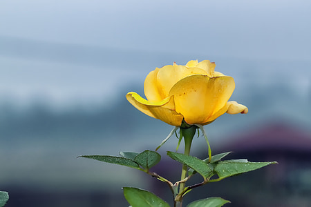Rosa, flor, groc, natura, l'amor, pètal, floral