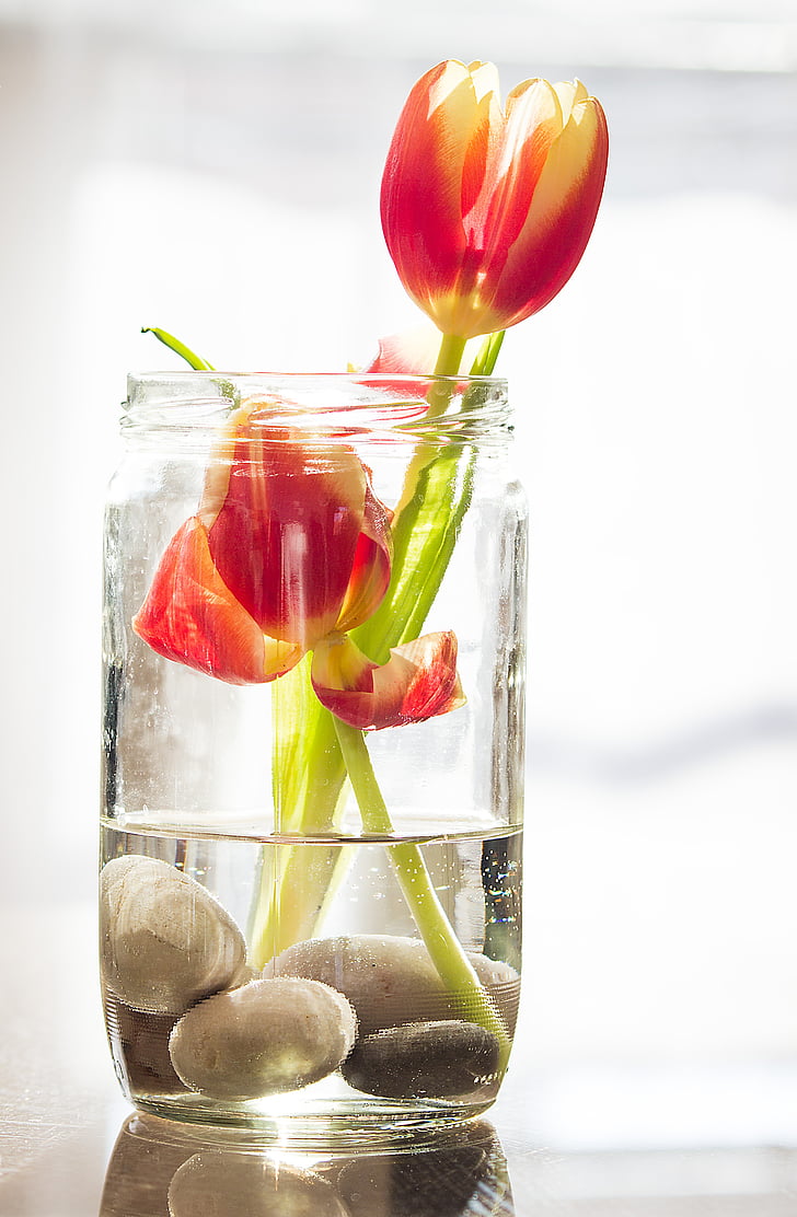 tulipaner, våren, blomst, natur, blomster, anlegget, planter