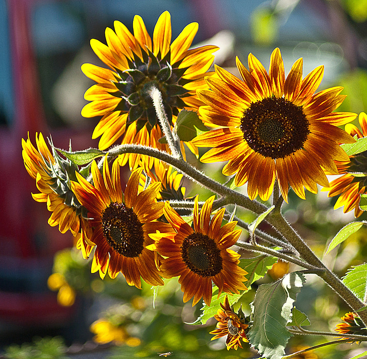 sunflowers, a few flowers, plant, flowers, plants