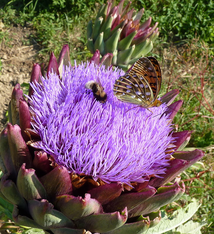 flower, artichoke, violet, butterfly, forage, insect, nature