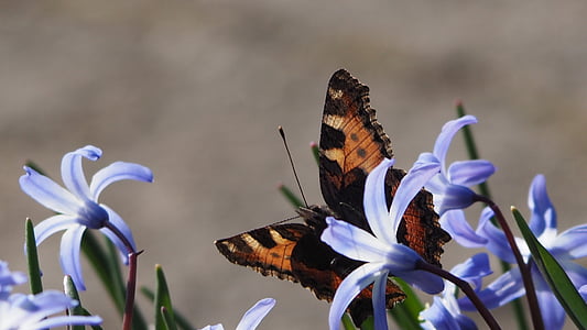 vlinder, lente, natuur, sluiten, insect, bloem, vlinder - insecten
