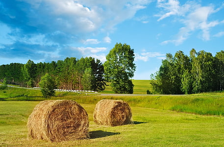 hay, harvest, harvesting, farmers, farming, nature, landscape
