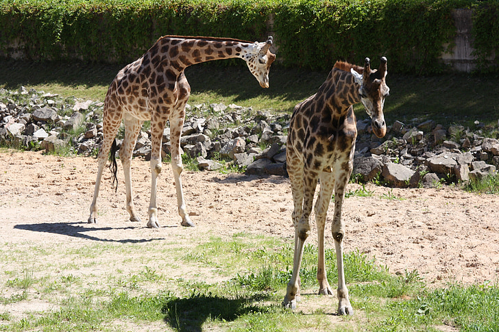 giraf, giraffer, Zoo, dyr, Wildlife, vilde, zoologi
