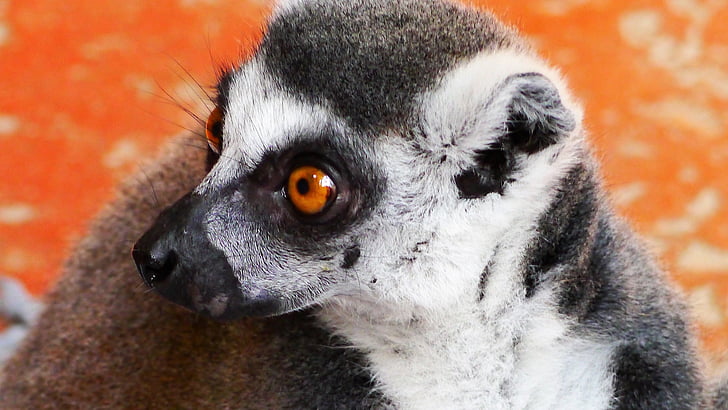Lemur, Affe, Primaten, Madagaskar, Säugetier, Halbaffen, Kopf