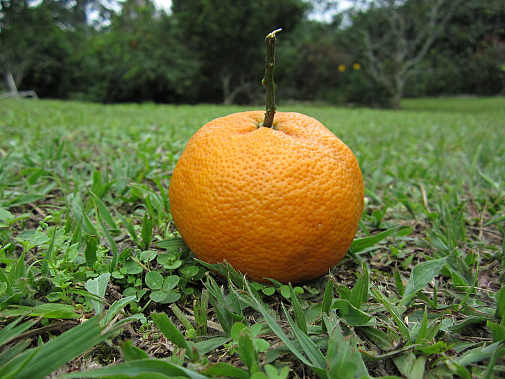 narancs, citrom, zöld, gyümölcs, sav
