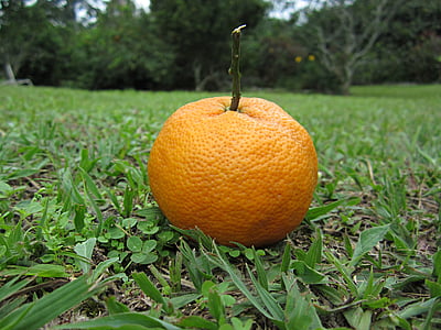 Orange, citrón, Zelená, ovocie, kyselina