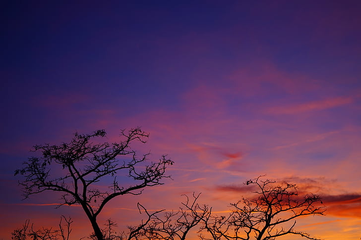 sunset, evening hour, sky, pastellfarben, colorful, color, tree