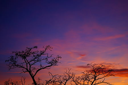 ηλιοβασίλεμα, το βράδυ ώρα, ουρανός, pastellfarben, πολύχρωμο, χρώμα, δέντρο