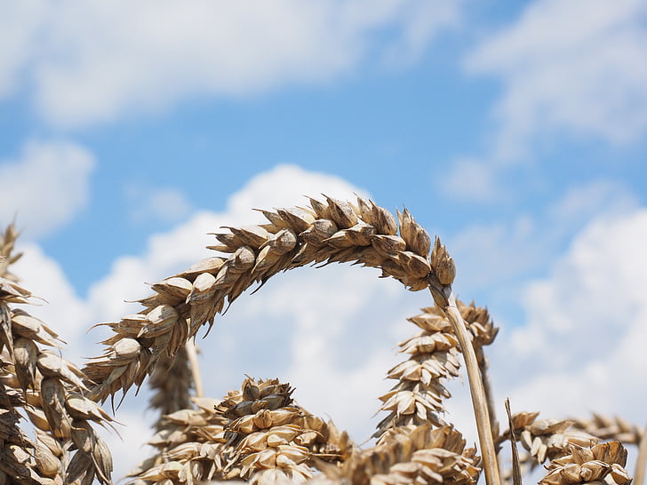 wheat, spike, cereals, grain, field, wheat field, cornfield