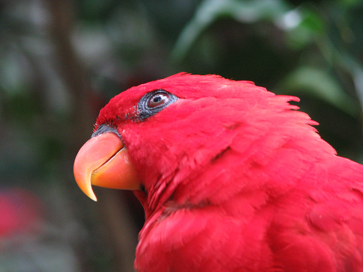 Lloro, ocell, vermell, close-up, ala, bec, tropical