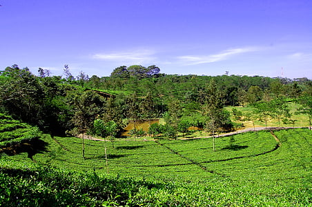 tour, jardins de thé, nature