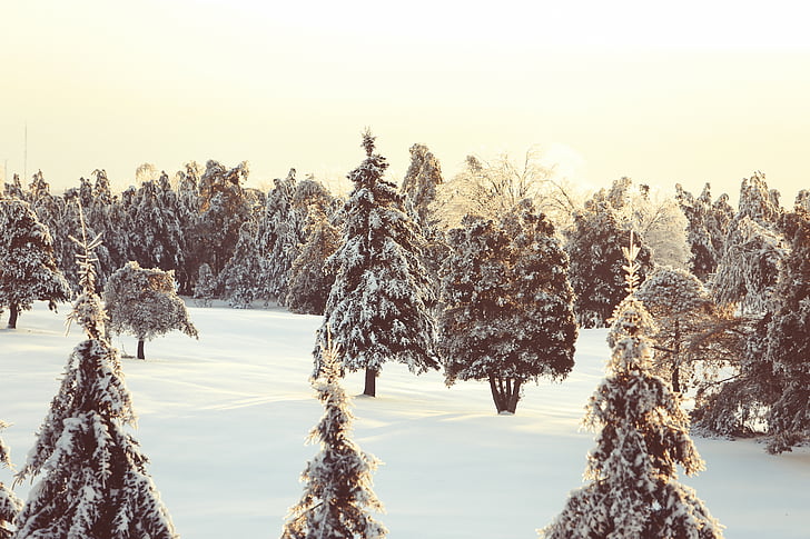 natuur, sneeuw, bomen, winter, boom, Frost, seizoen