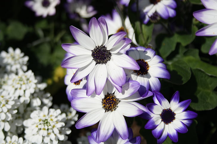 flor, Blanco, violeta, magerite, flores, planta