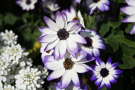flor, blanc, violeta, magerite, flors, planta