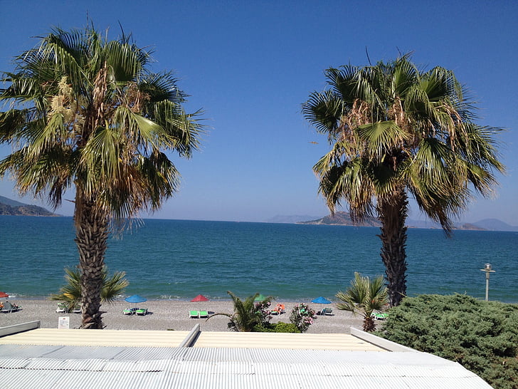 palm trees, sea, roof terrace, holidays, summer, island, beach