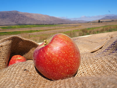 south africa, ceres, apple, harvest, nature, still life