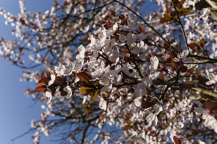 cherry, condroz, flowers, nature, tree, branch, springtime