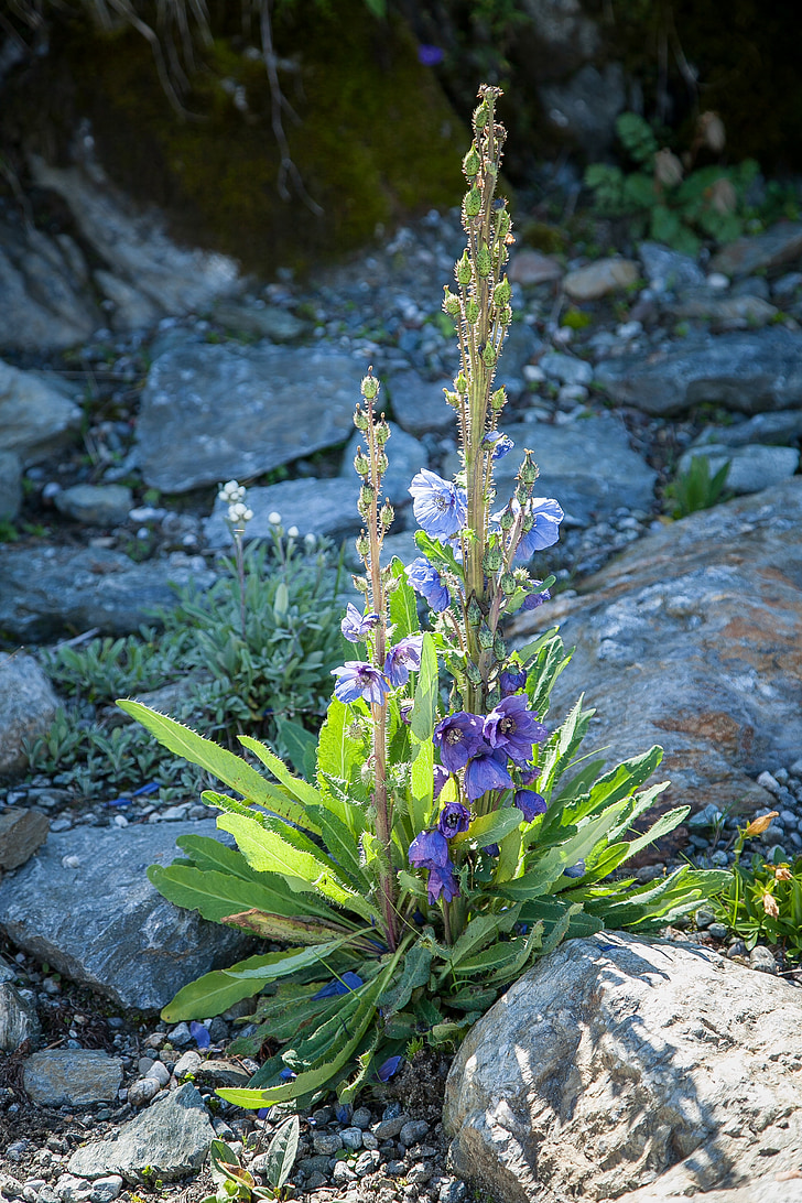 alpské, květiny, alpinek, léto, Příroda, louka, modrá