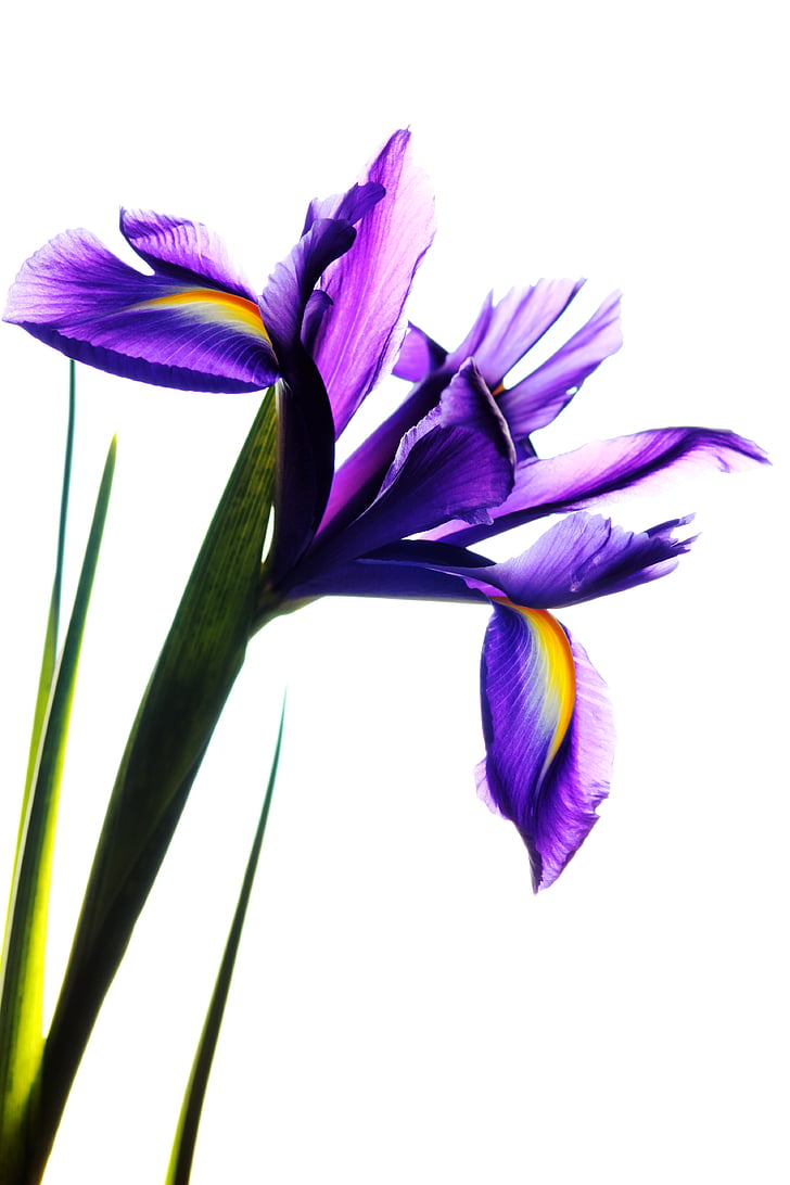 Iris, flor, natura, floral, primavera, pètal, botànica