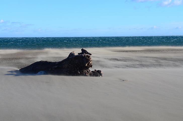 landscape, beach, trunk