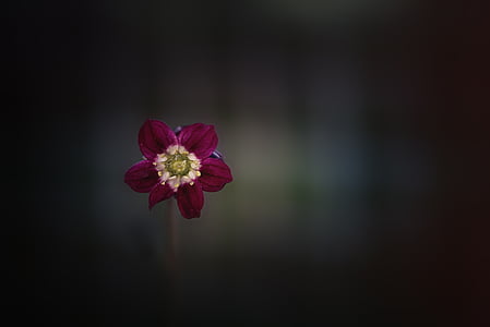 flower, blossom, bloom, red, wine red, small, tender