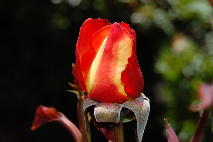 růže, růže, Flora, květ, květiny, Bloom, vůně