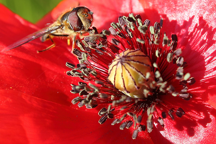 hoverfly, böcek, haşhaş, klatschmohn, çiçeği, Bloom, Kırmızı