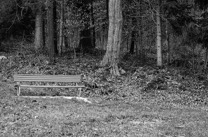 bank, forest, meadow, bench, silent, nature, rest