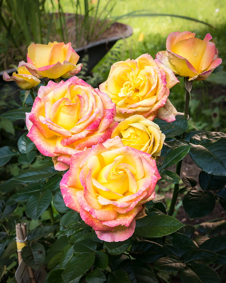 Rose, Blossom, Bloom, Pullman orient express, floraison rose, romantique, Rose